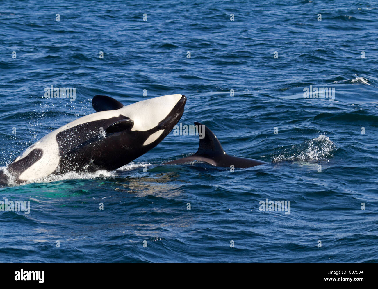 Orca (Orcinus orca) Stock Photo