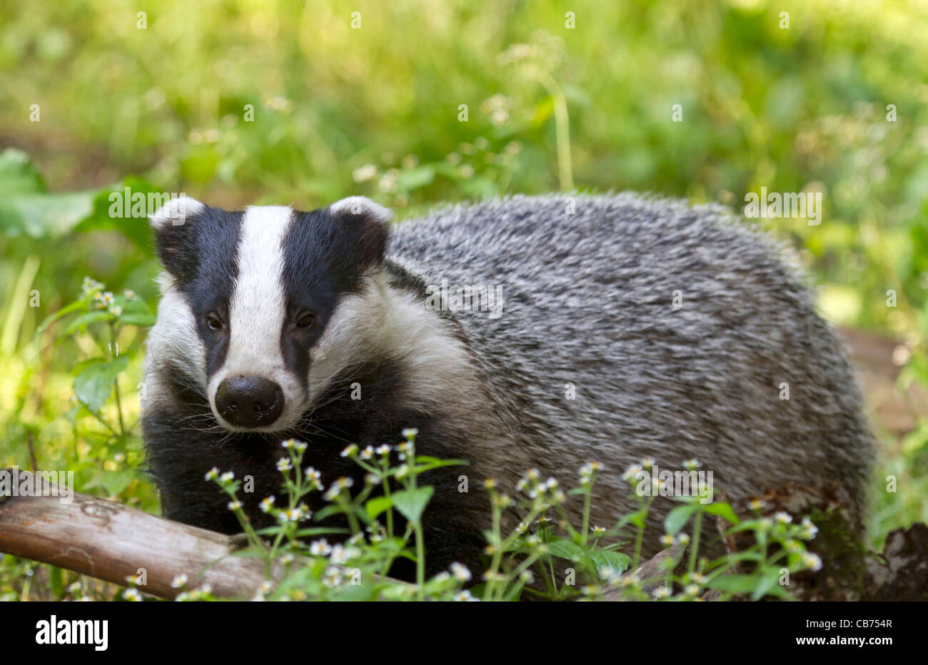 European badger (Meles meles) Stock Photo