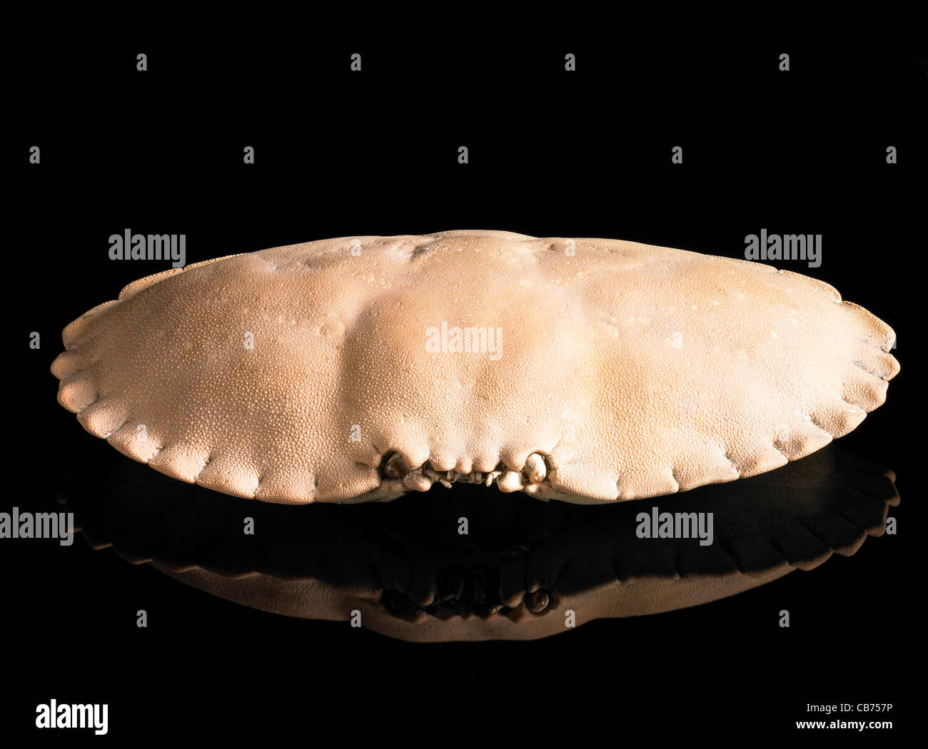 carapace of a crab in black reflective back Stock Photo