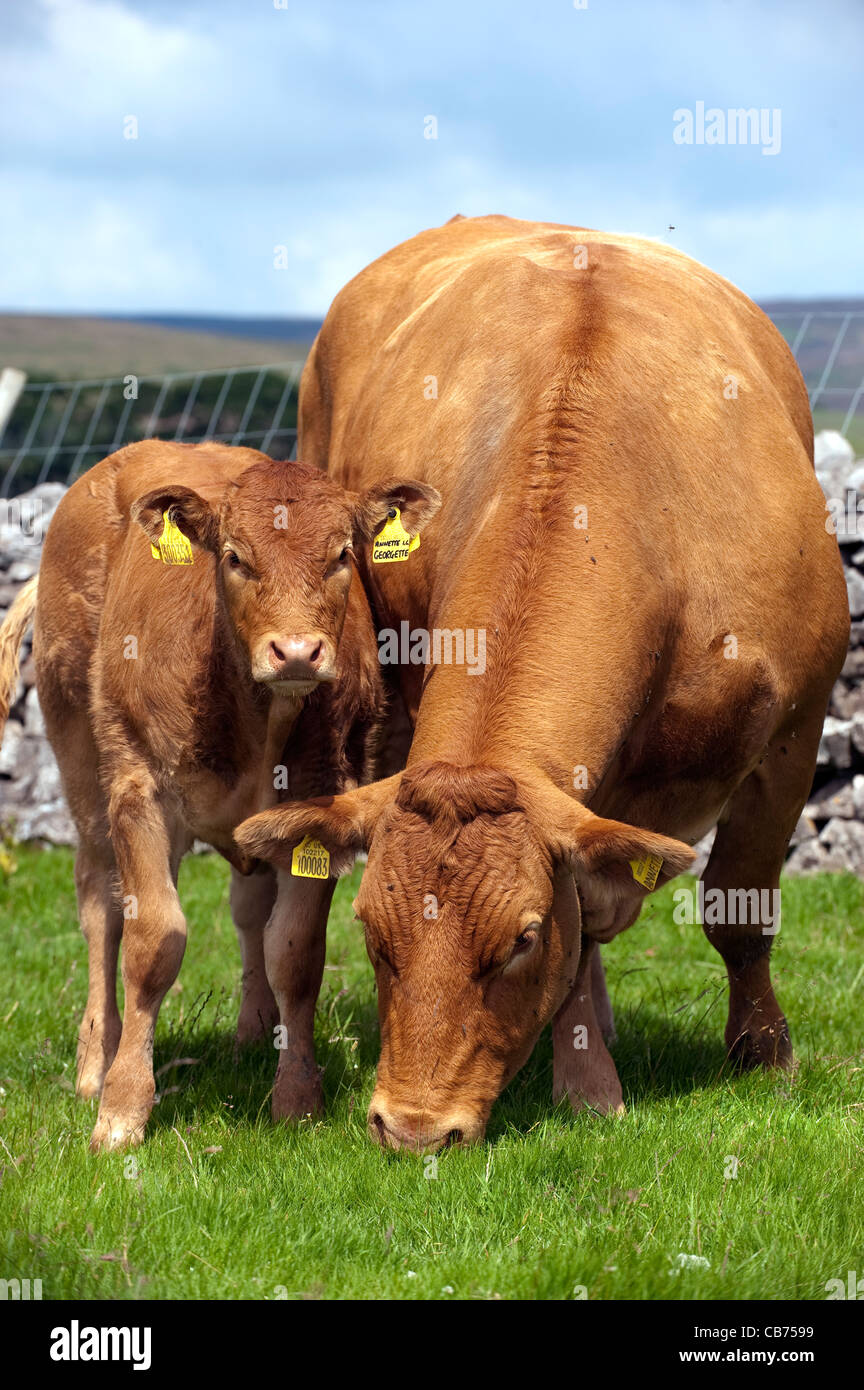 Limousin beef cow and calf grazing in upland pastures Stock Photo - Alamy