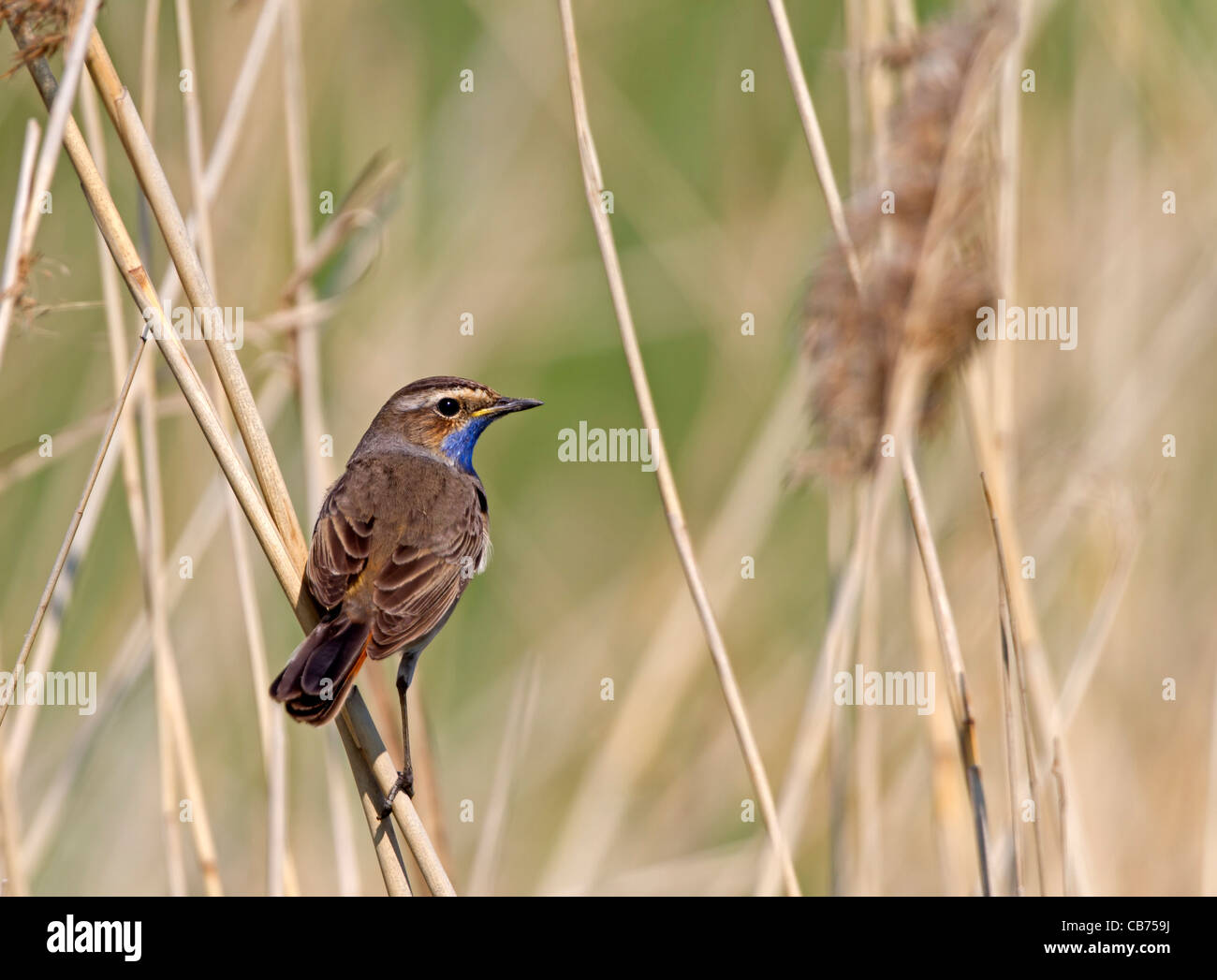 Bluethroat (Luscinia svecica) Stock Photo