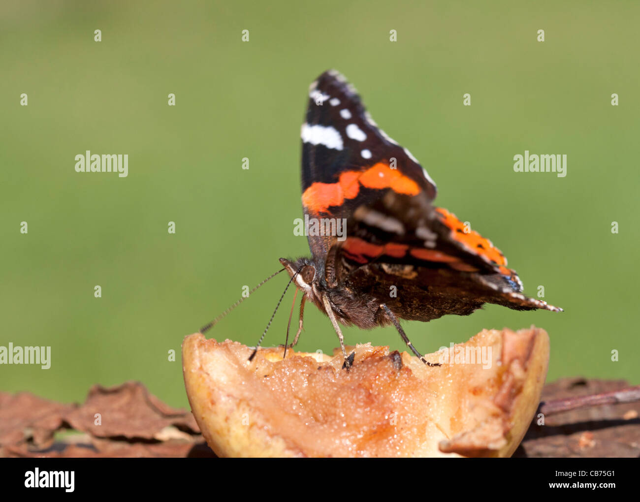 Red Admiral (Vanessa atalanta) Stock Photo