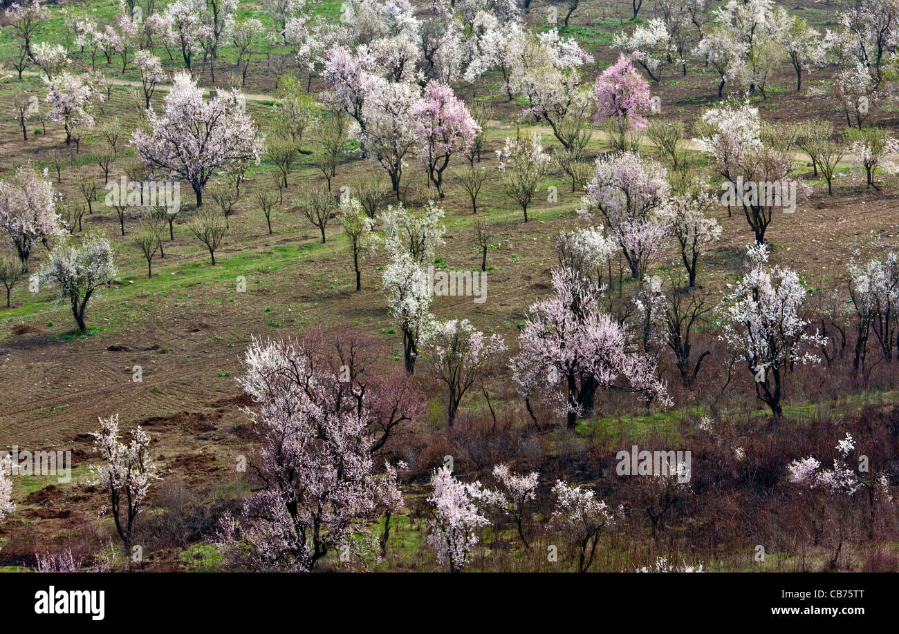 An almond orchard in Srinagar Kashmir India Stock Photo Alamy