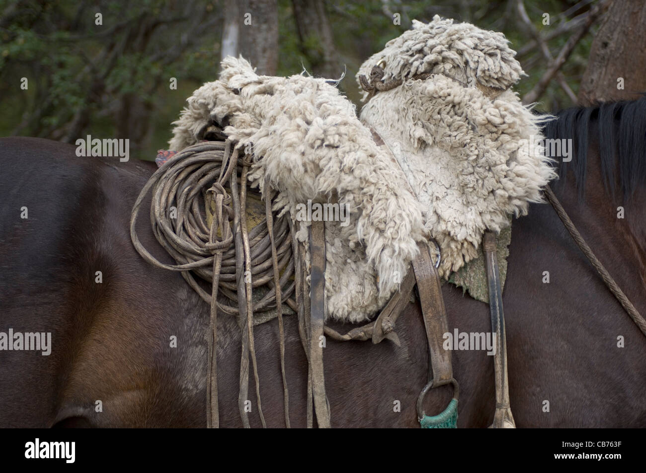 Rio Grande do Sul saddle gaucho crioulo horse fleece brown brownish lasso  rs rio grande do sul travel brazil animal mammal Stock Photo - Alamy