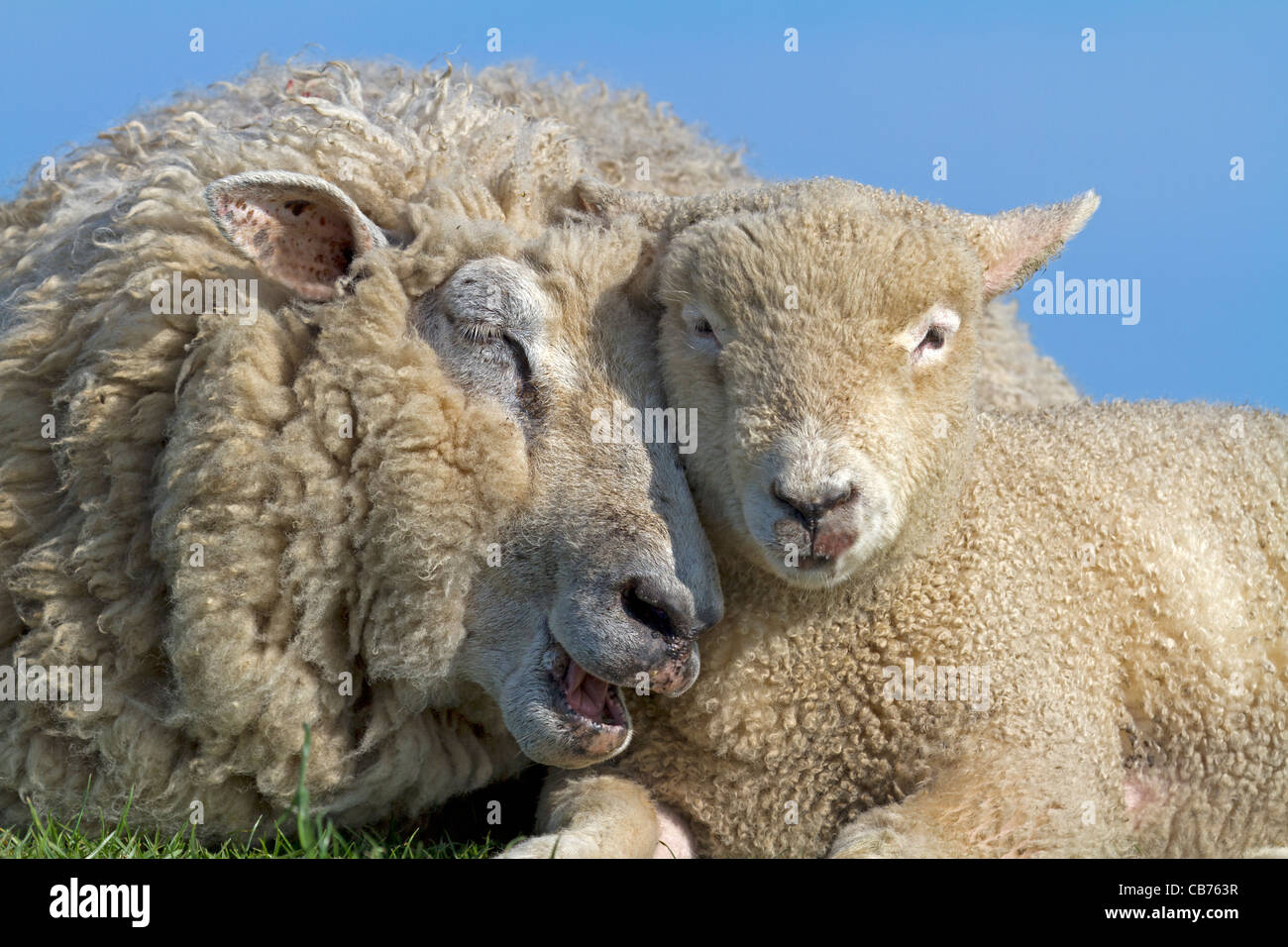 Domestic Sheep (Ovis Aries Stock Photo - Alamy