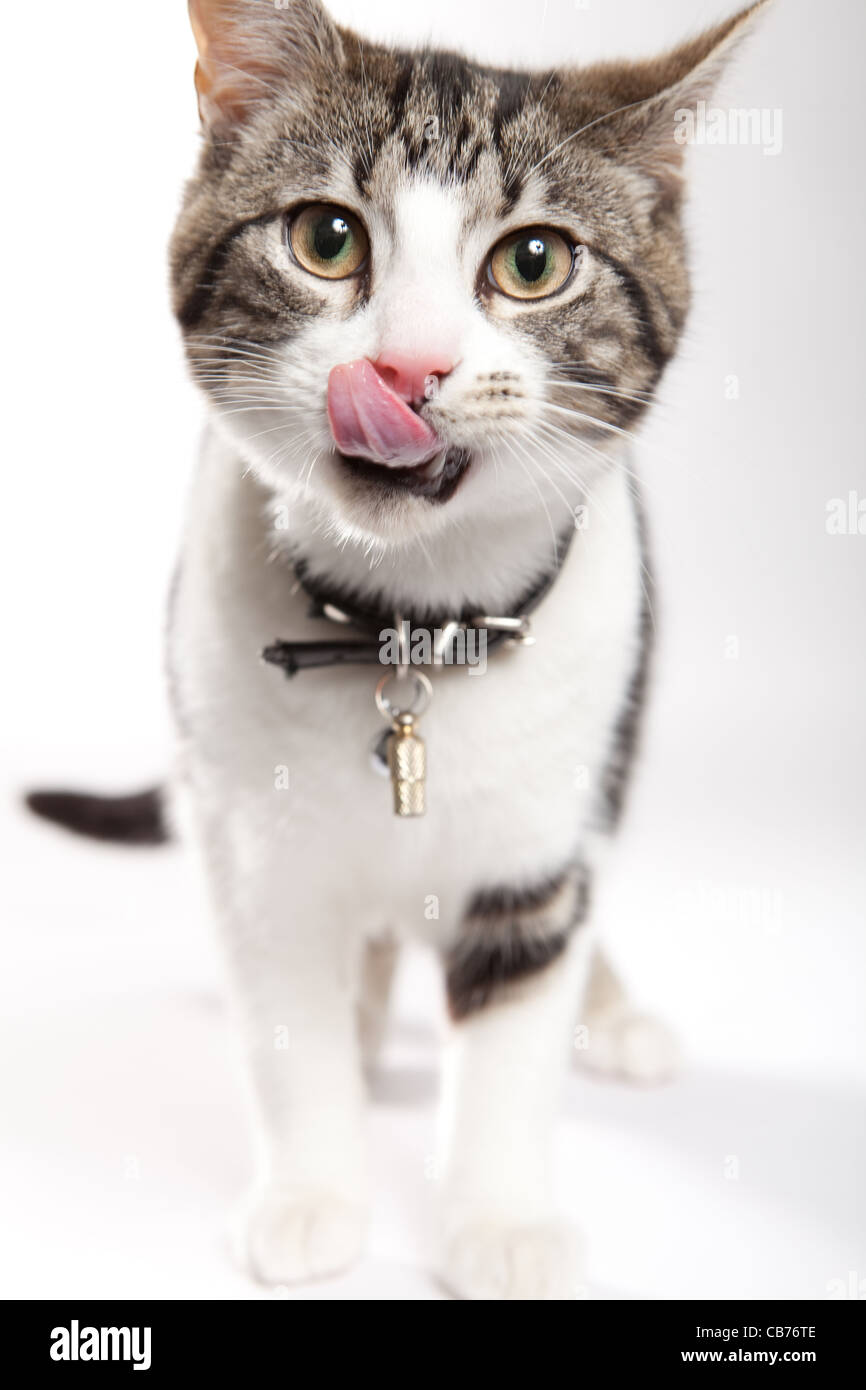 Tabby cat licking lips Stock Photo Alamy
