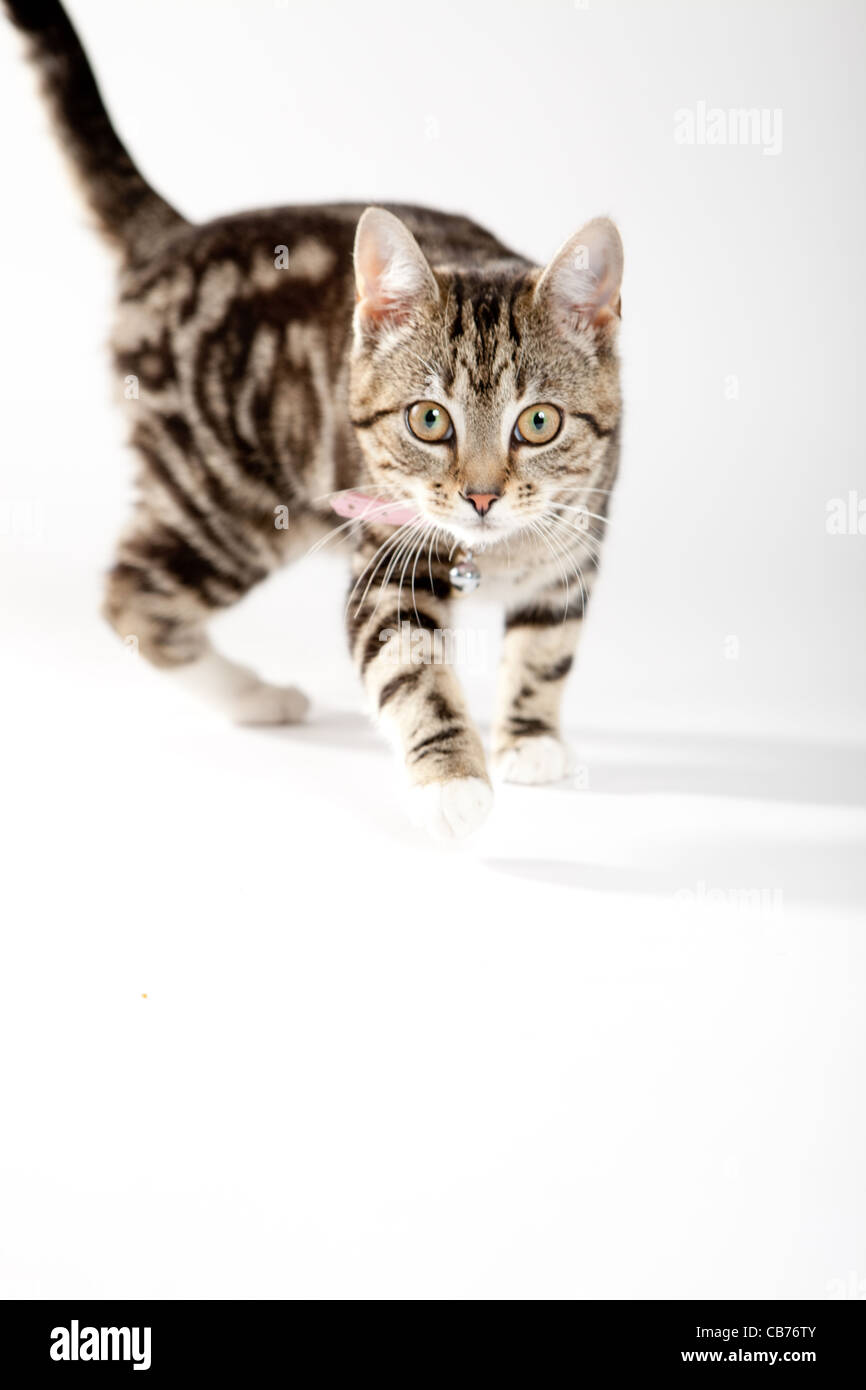 tabby cat prowling toward camera on white background Stock Photo