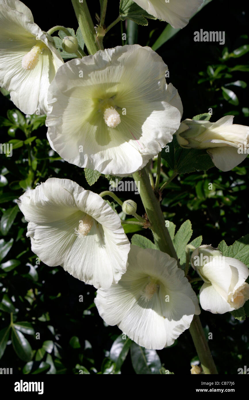 White double hollyhock hi-res stock photography and images - Alamy