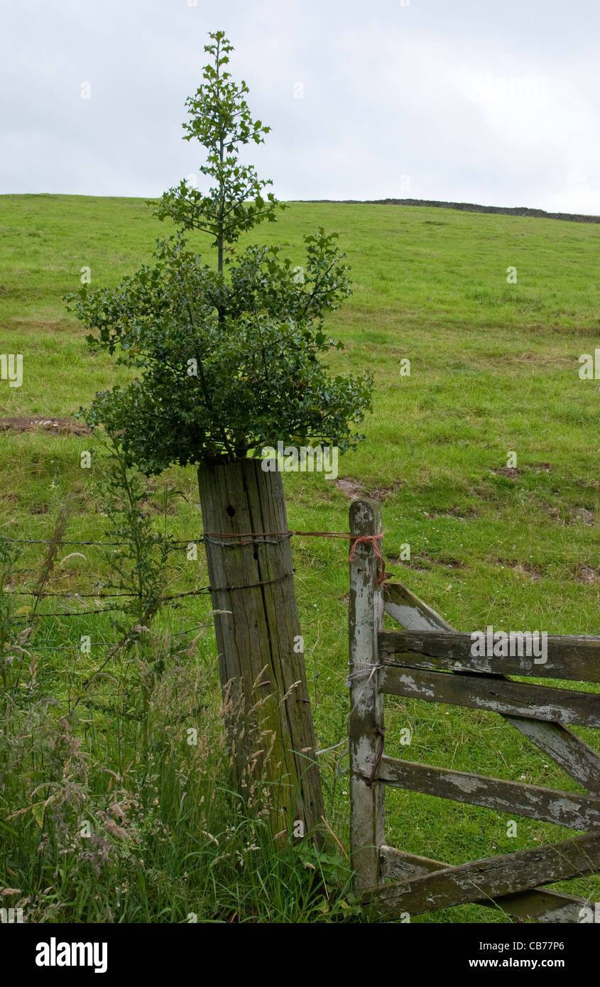 Unusual growing tree fence hi-res stock photography and images - Alamy
