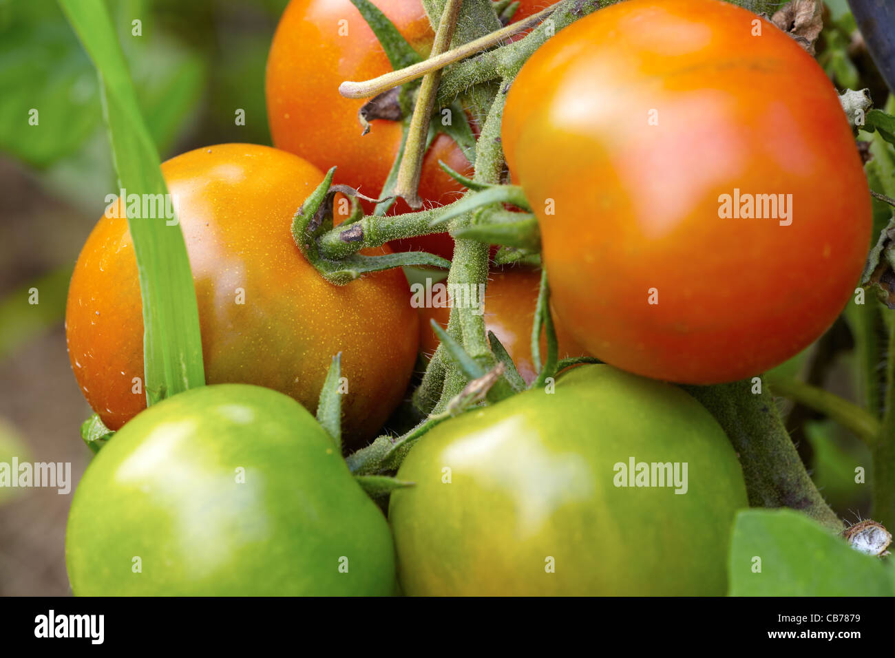 Red and green organic tomatoes in a garden Stock Photo - Alamy
