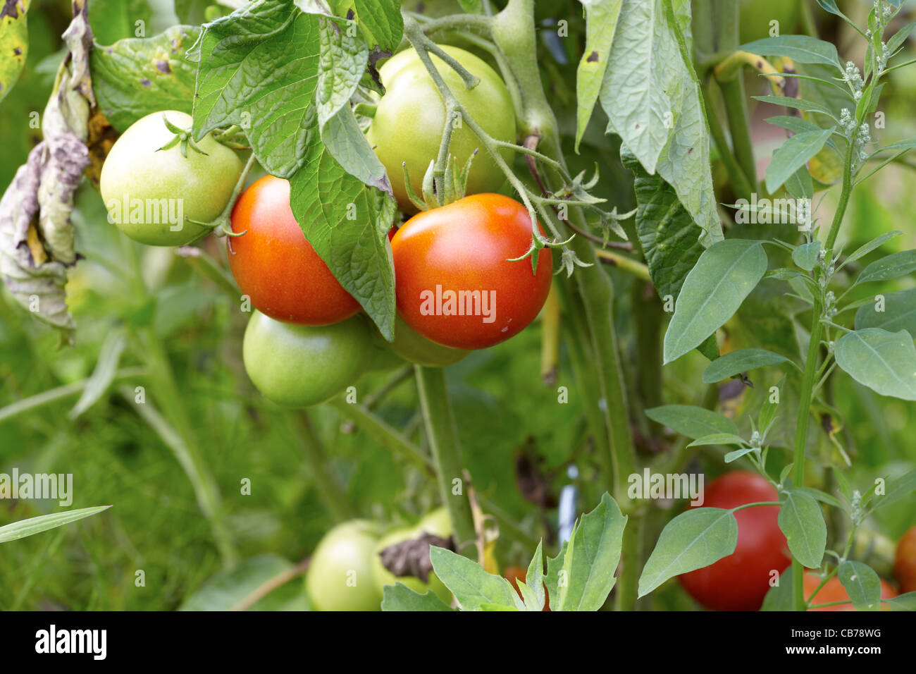 Red and green organic tomatoes in a garden Stock Photo - Alamy
