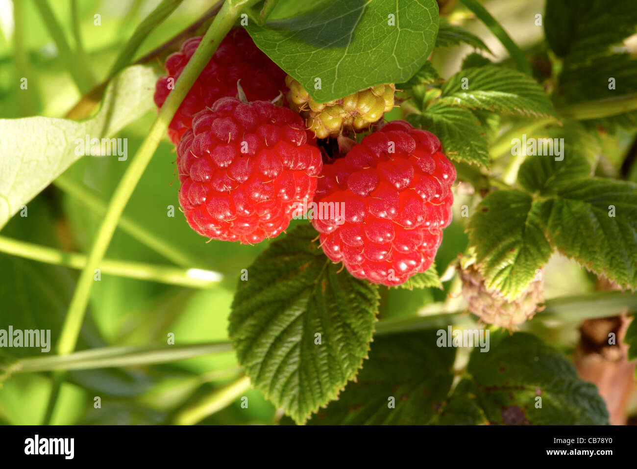 Wild Raspberry Bramble Red brambles wild garden hi-res stock photography and images - Alamy