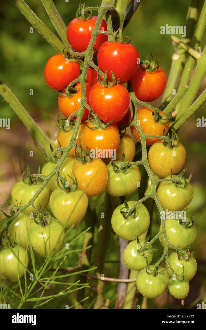 Red and green organic tomatoes in a garden Stock Photo - Alamy