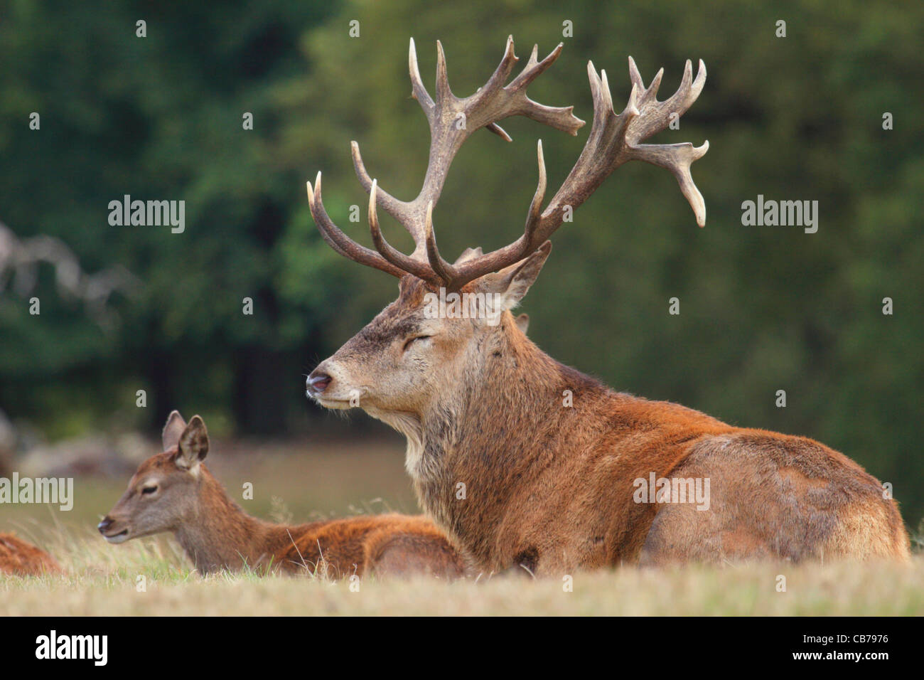 Red stag deer dozing in grass next to calf Stock Photo