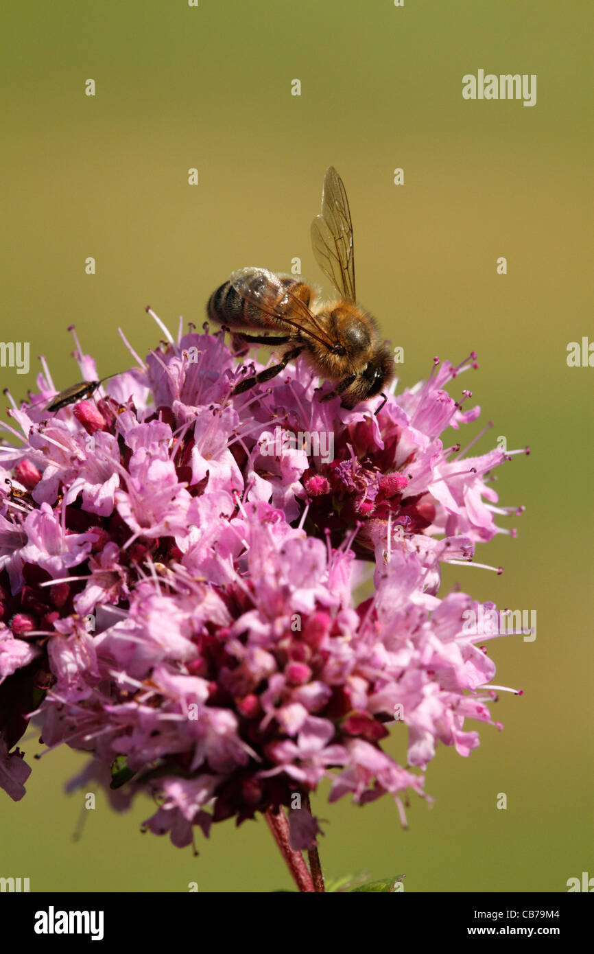 Adult honey bee hires stock photography and images Alamy