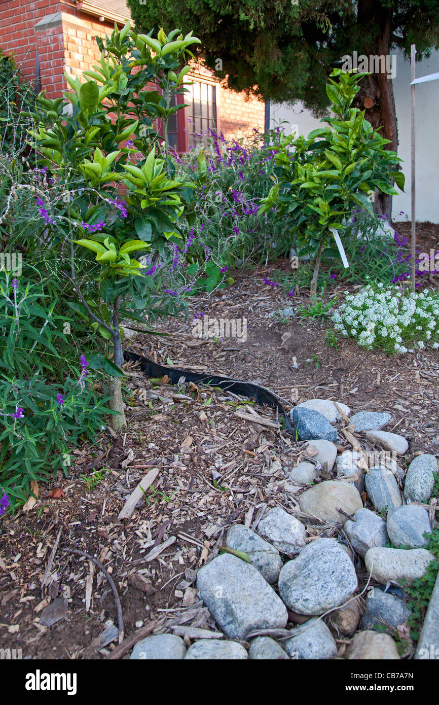 Rain Garden at Holy Nativity Episcopal Church in Westchester. Los