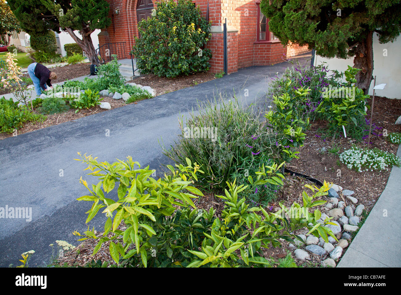 Rain Garden at Holy Nativity Episcopal Church in Westchester. Los