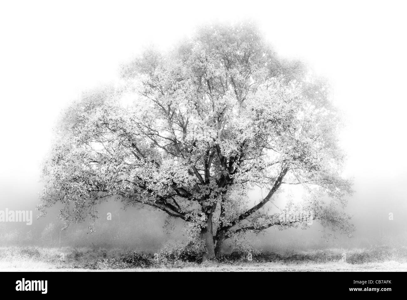 White Tree coming out of the fog Stock Photo - Alamy