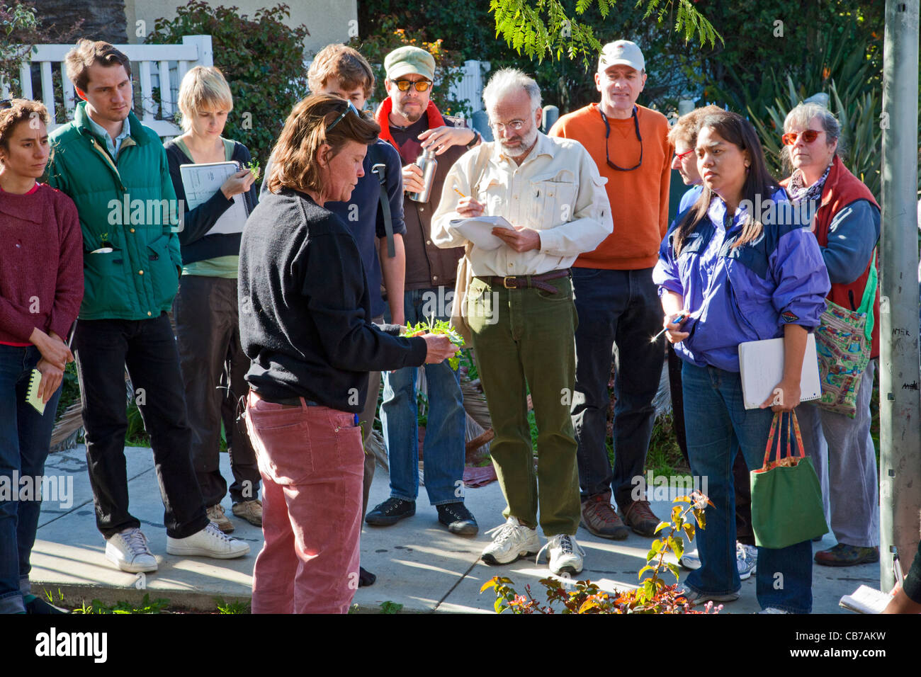 Foraging for wild edibles in Los Angeles neighborhood Echo Park. Stock Photo