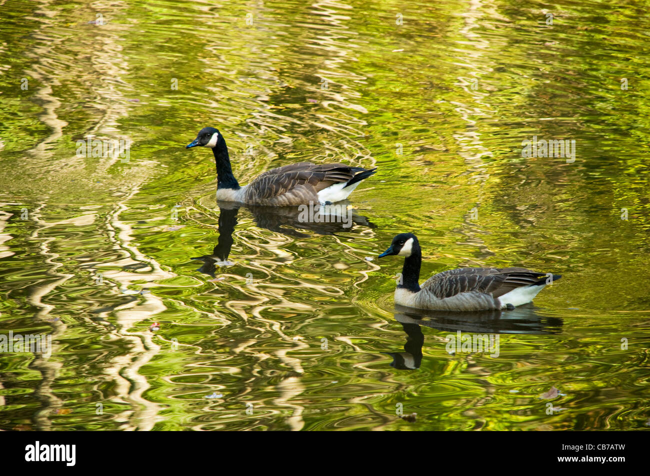 Two geese or mallards swimming in an autumn stream with rippled reflections in the water Stock Photo