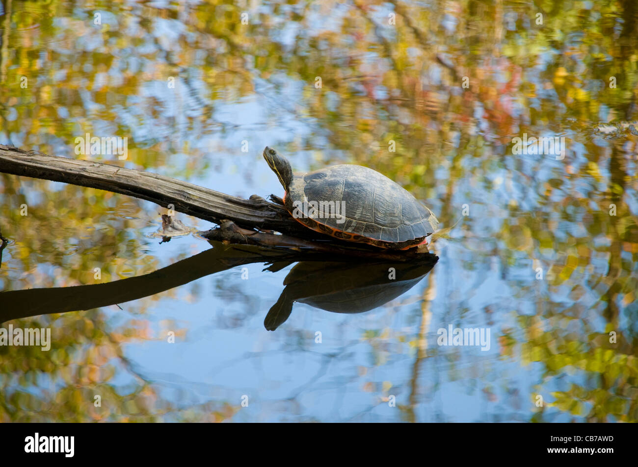 Turtle sitting on a small log in a stream in the autumn Stock Photo