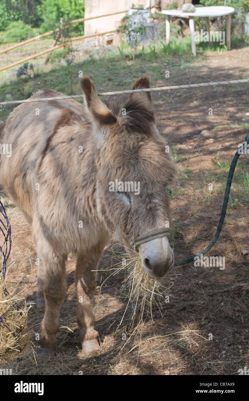 Donkey feeding on hay Stock Photo Alamy