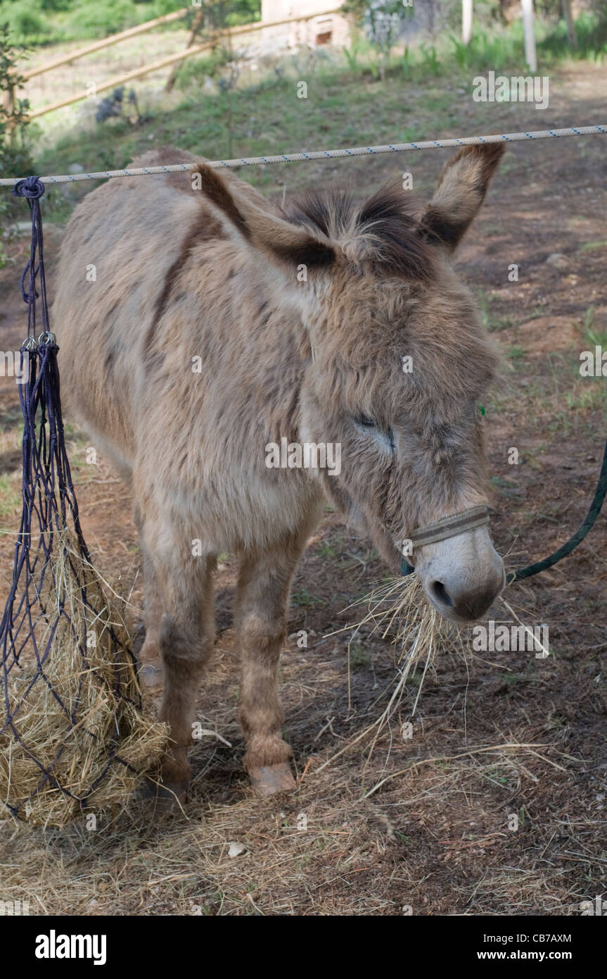 Donkey eating hay Stock Photo Alamy