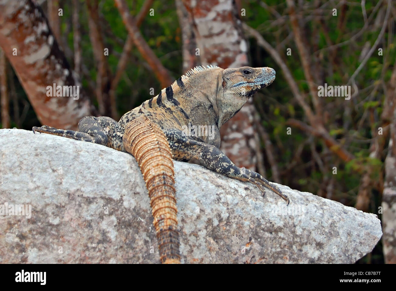 Spiny Tail Iguana, Chichen Itza, Mexico Stock Photo