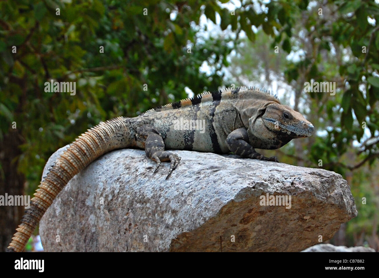 Spiny Tail Iguana, Chichen Itza, Mexico Stock Photo