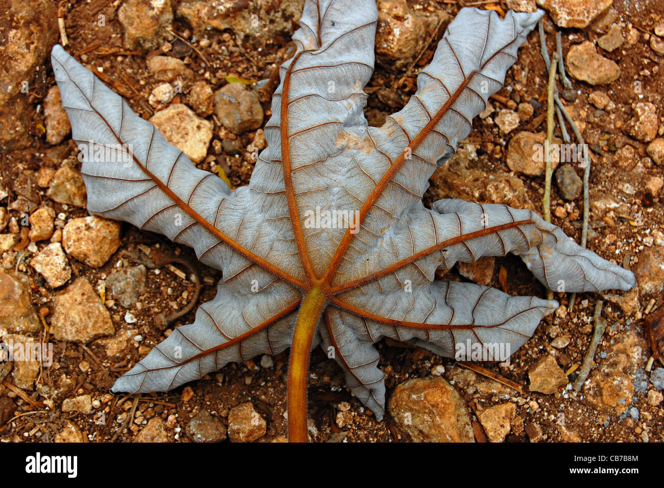 Fallen Leaf, Chichen Itza, Mexico Stock Photo