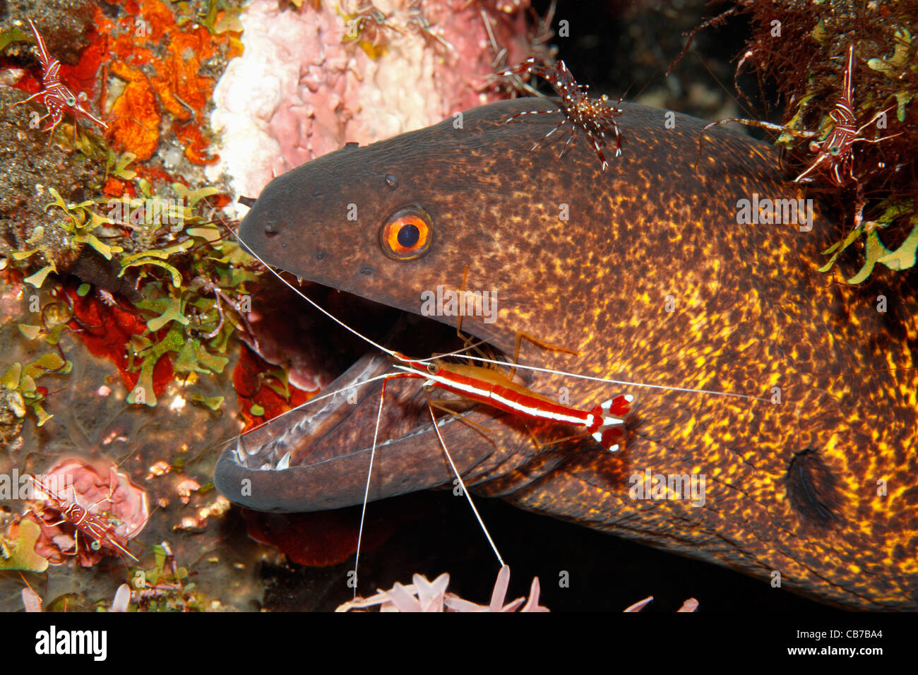 Yellow Moray Eel High Resolution Stock Photography and Images Alamy