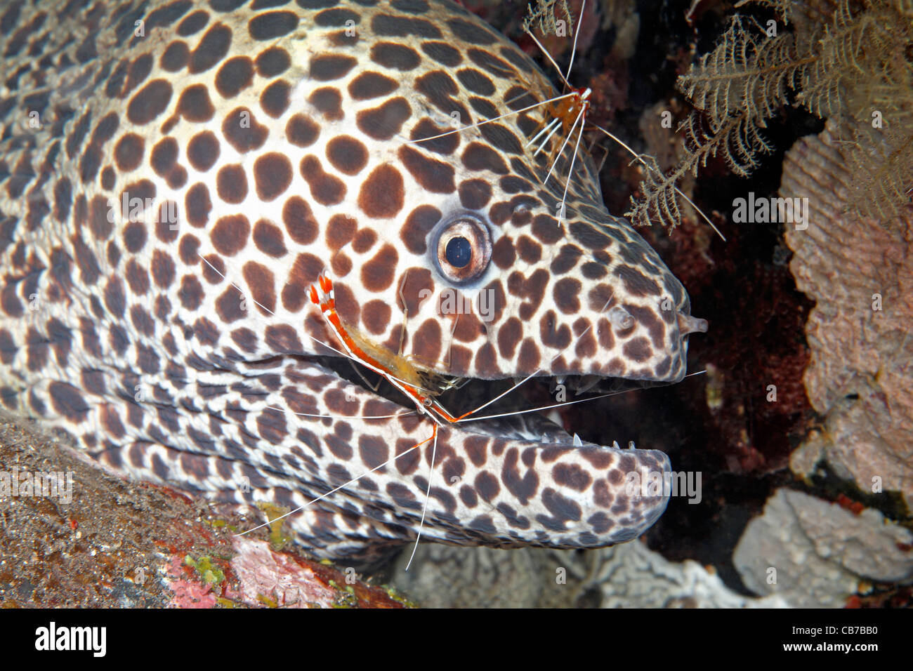 A Honeycomb, or Leopard moray eel, Gymnothorax favagineus, with two Cleaner Shrimp, Lysmata amboinensis on the mouth and head Stock Photo