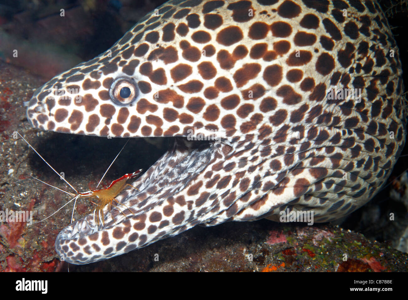 Honeycomb Moray Eel, also called Leopard moray eel, Gymnothorax favagineus, having teeth cleaned by Cleaner Shrimp, Lysmata amboinensis. Stock Photo