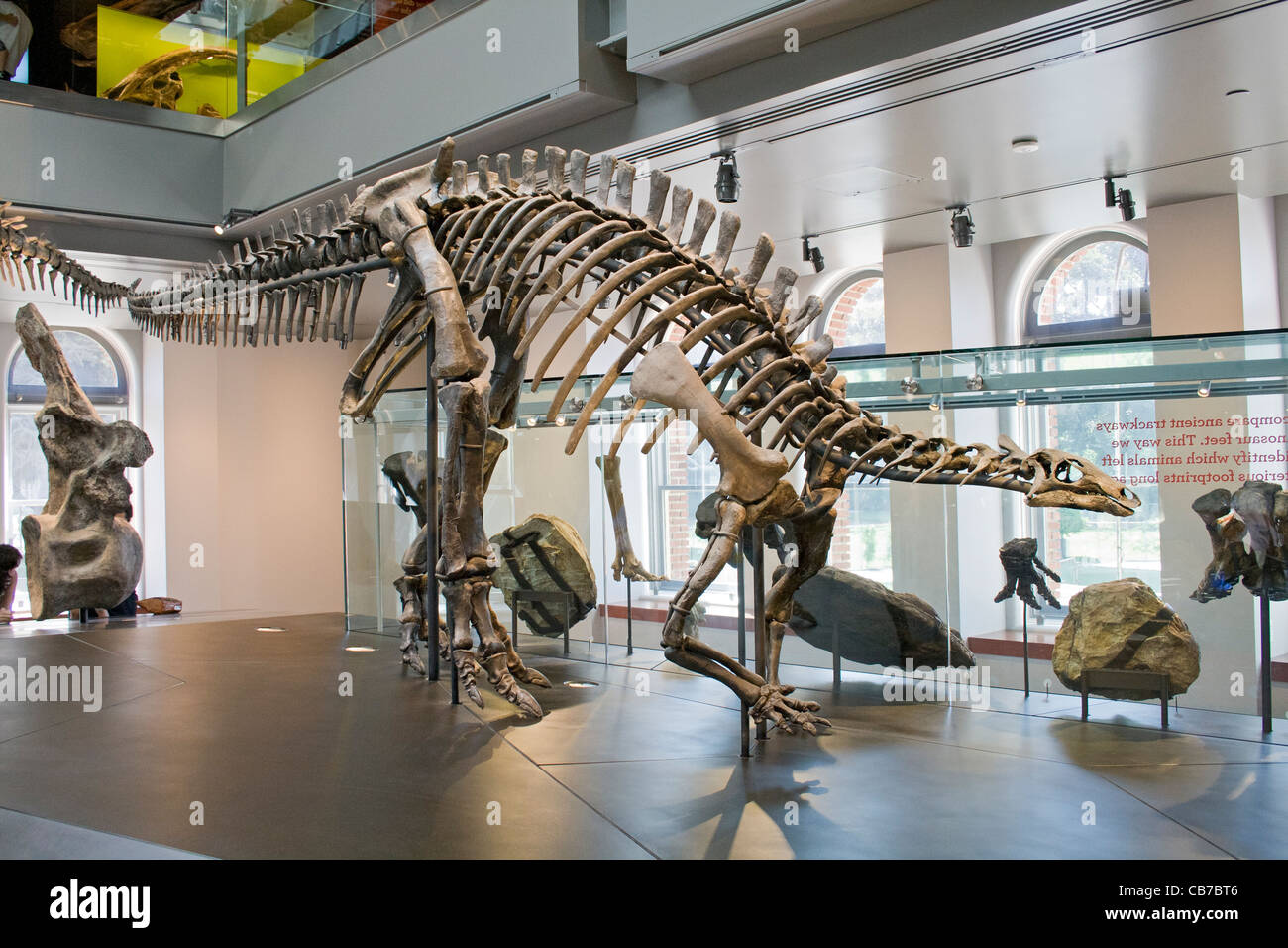 Camptosaurus, Dinosaur Hall, Natural History Museum, Los Angeles