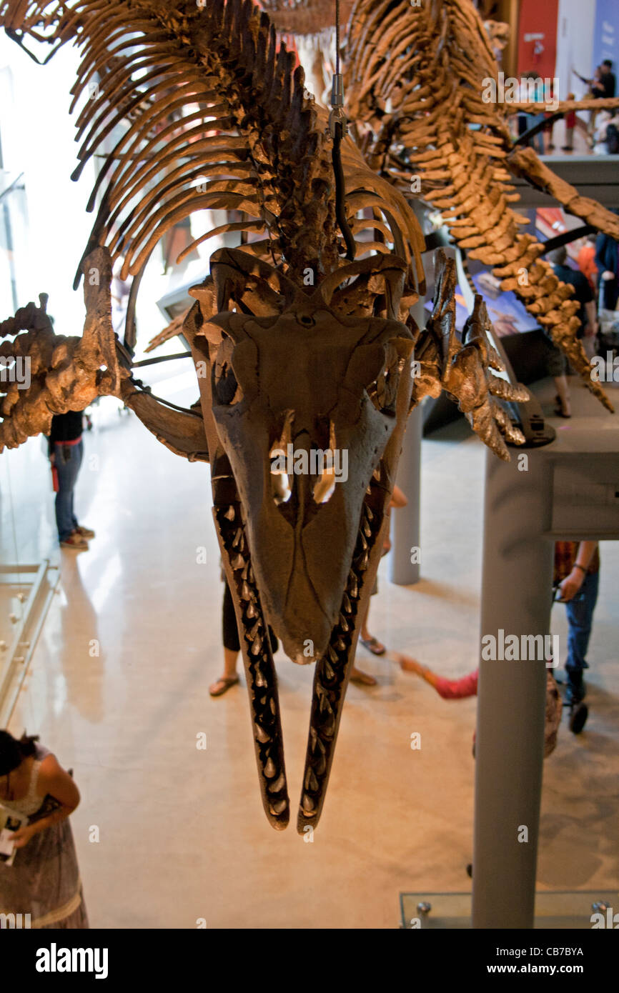 Dinosaur Hall, Natural History Museum, Los Angeles, California, USA Stock Photo Alamy