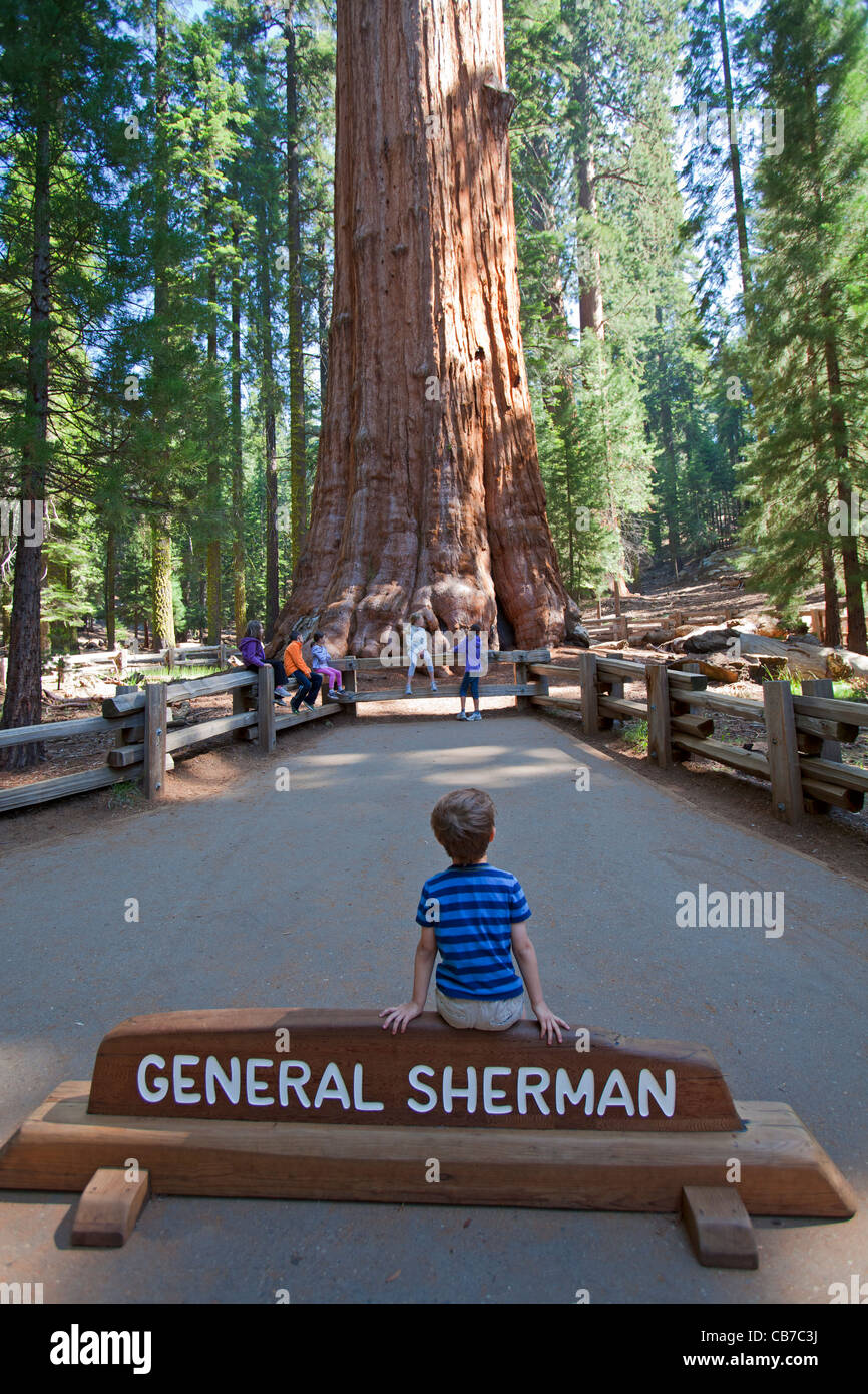 general Sherman. Sequoia National Park, California, USA Stock Photo