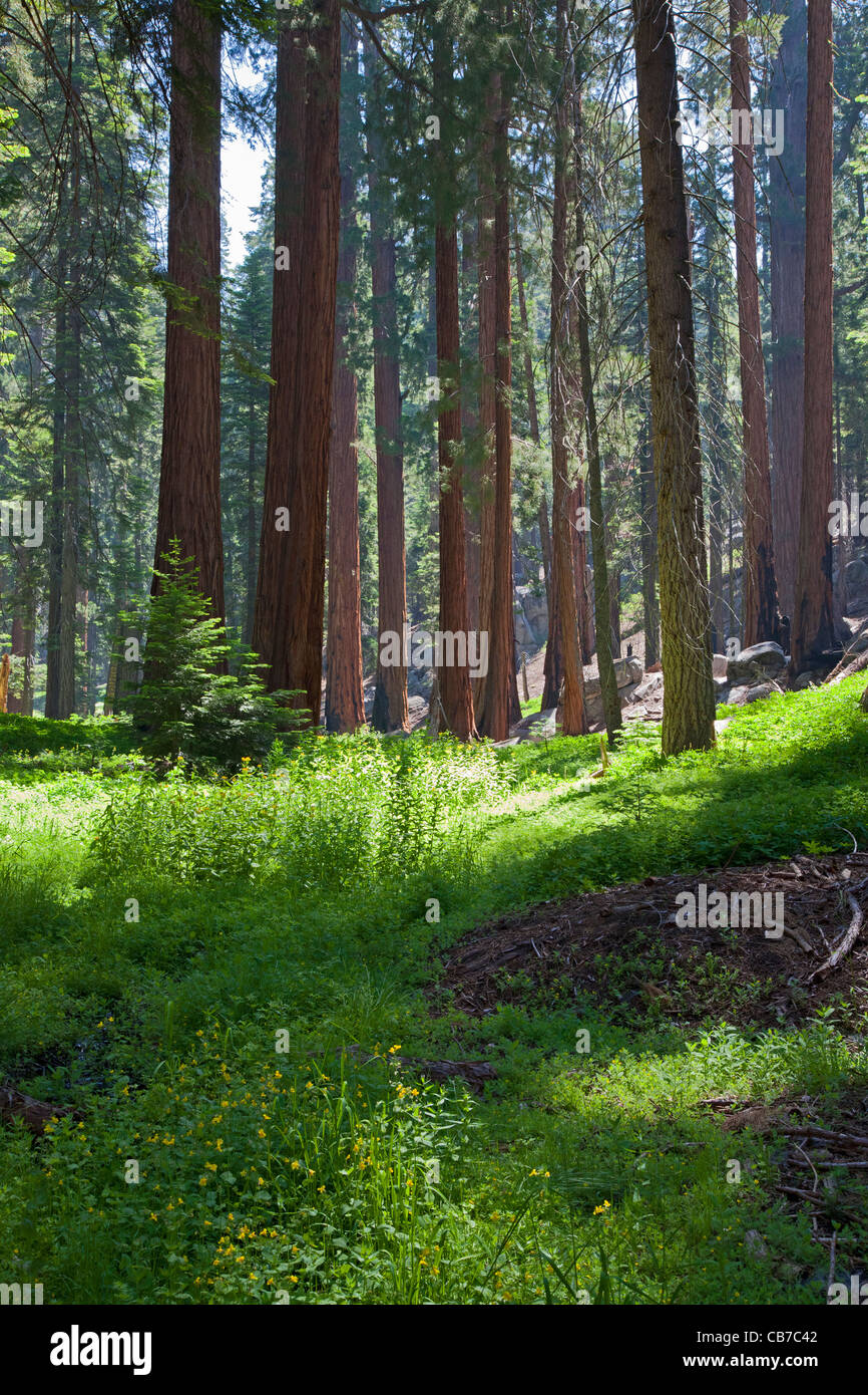 Sequoia National Park, California, USA Stock Photo