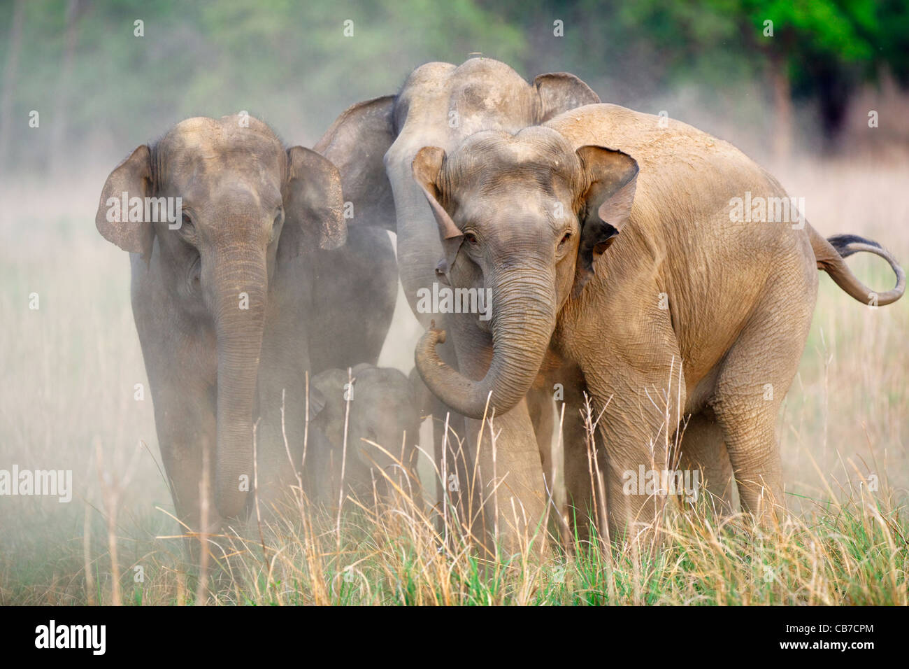 Elephants at Dhikala in Jim Corbett Tiger Reserve, India. Stock Photo