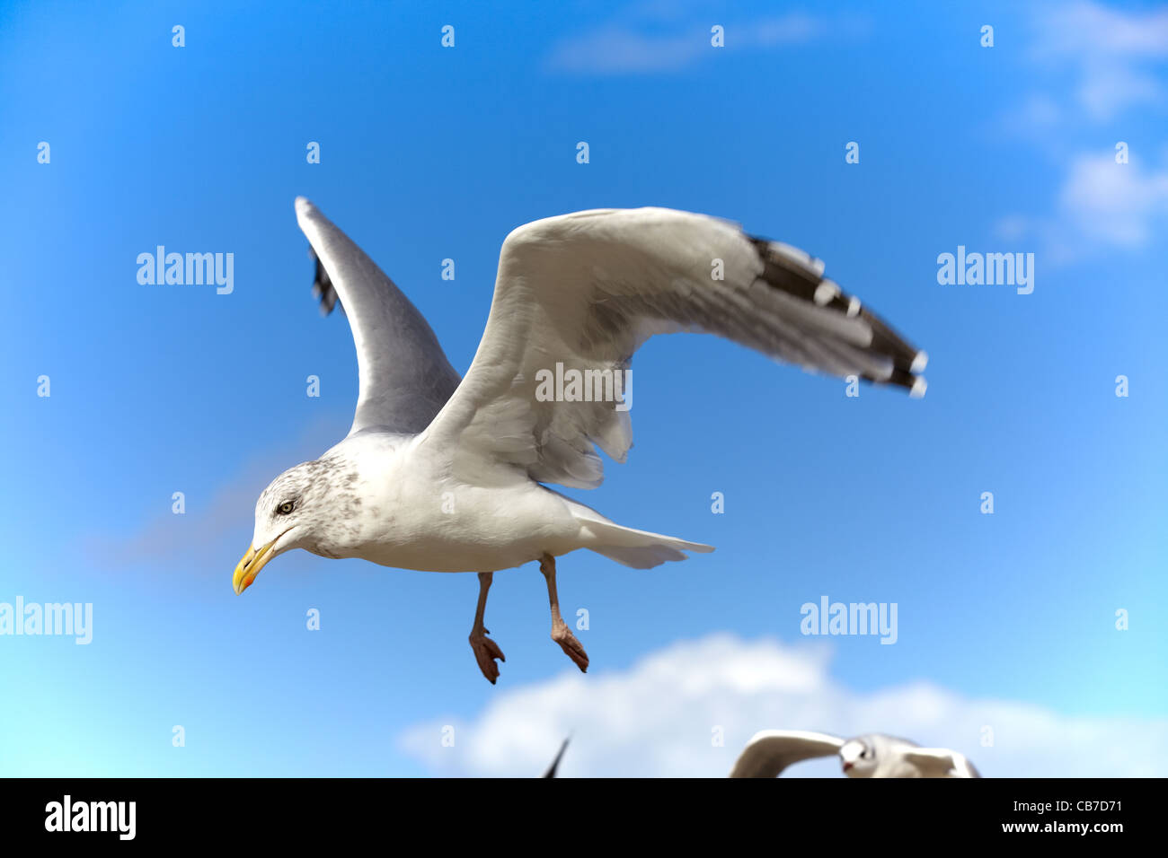 Seagull during flight in the blue sky Stock Photo - Alamy