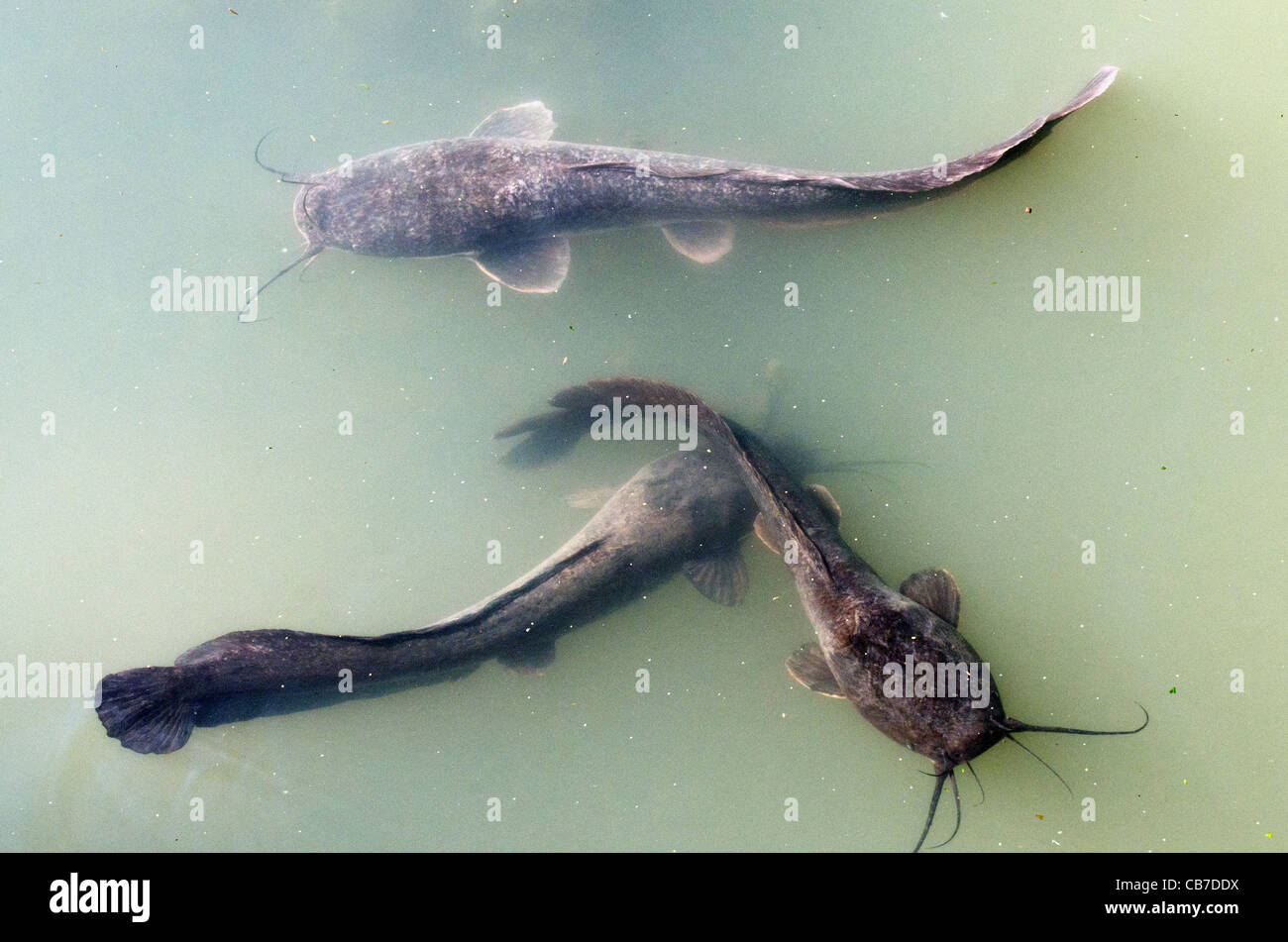 Three catfish swim in water in a swamp Stock Photo 41346198 Alamy