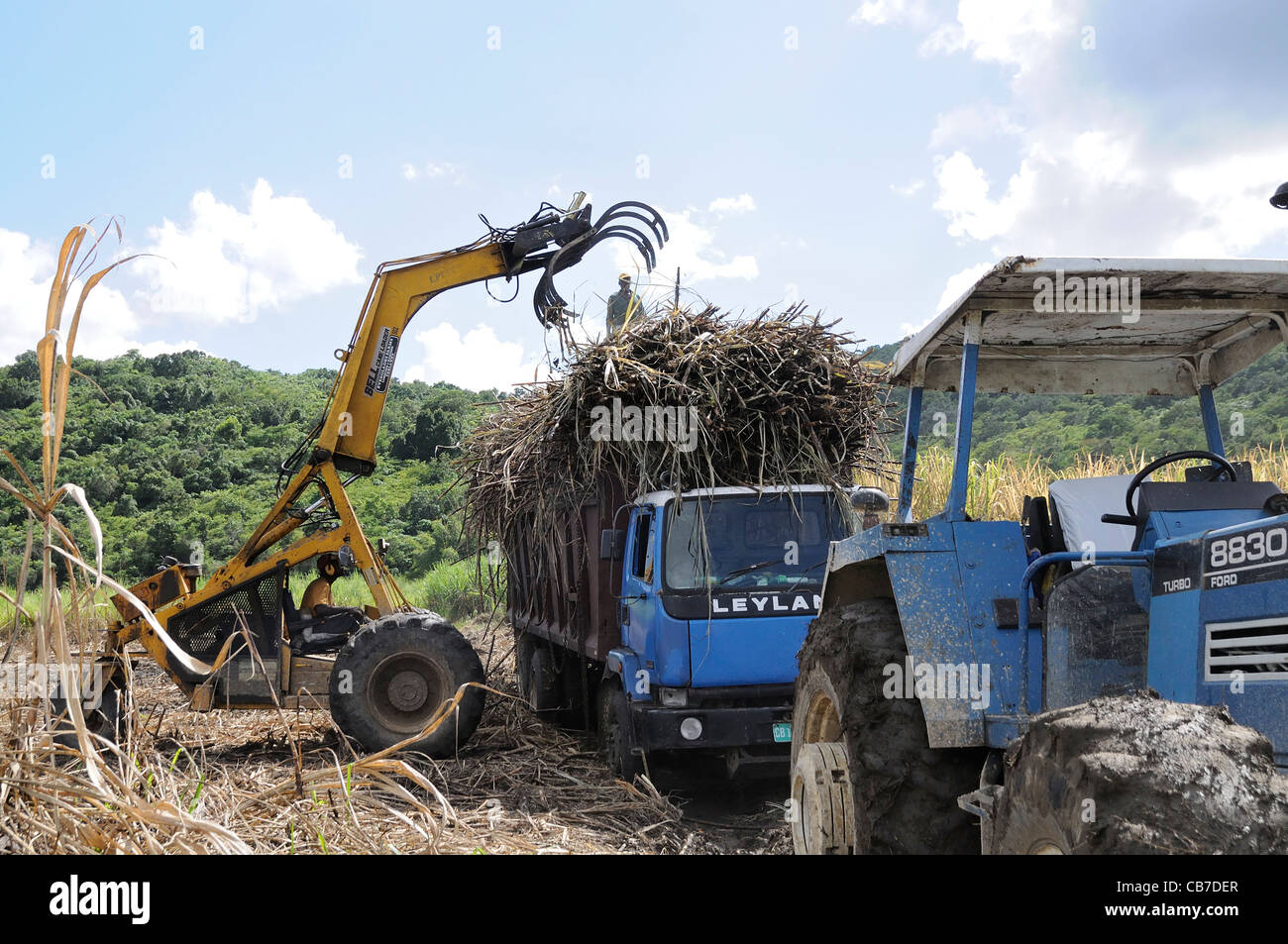 Harvesting sugar cane in Jamaica Stock Photo Alamy
