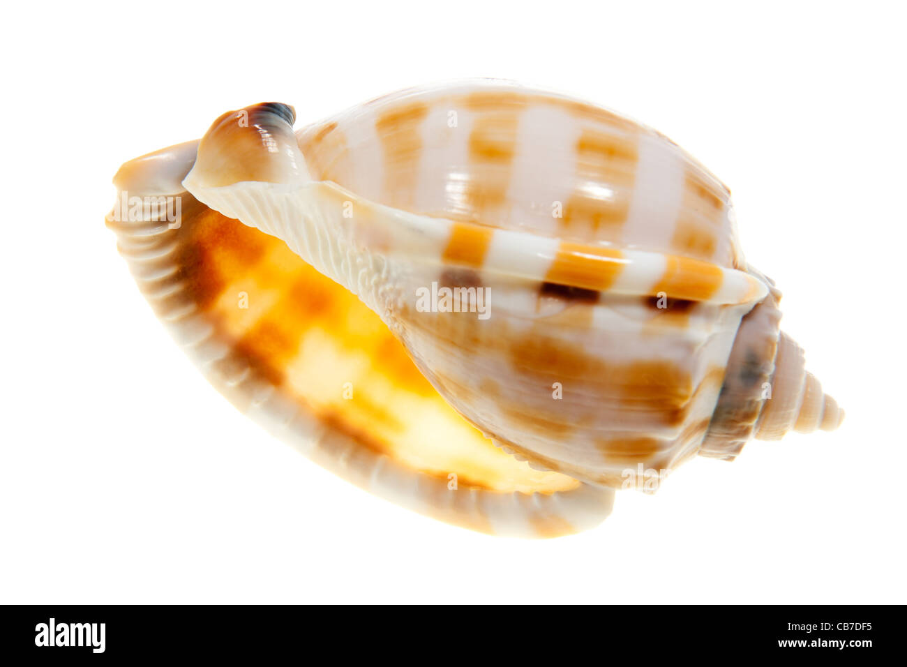 Trumpet shell isolated on white background Stock Photo Alamy