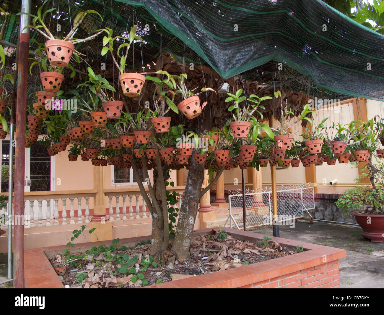 Pots with orchids under cultivation slung under a tree at a Buddhist temple in Hue, Vietnam Stock Photo
