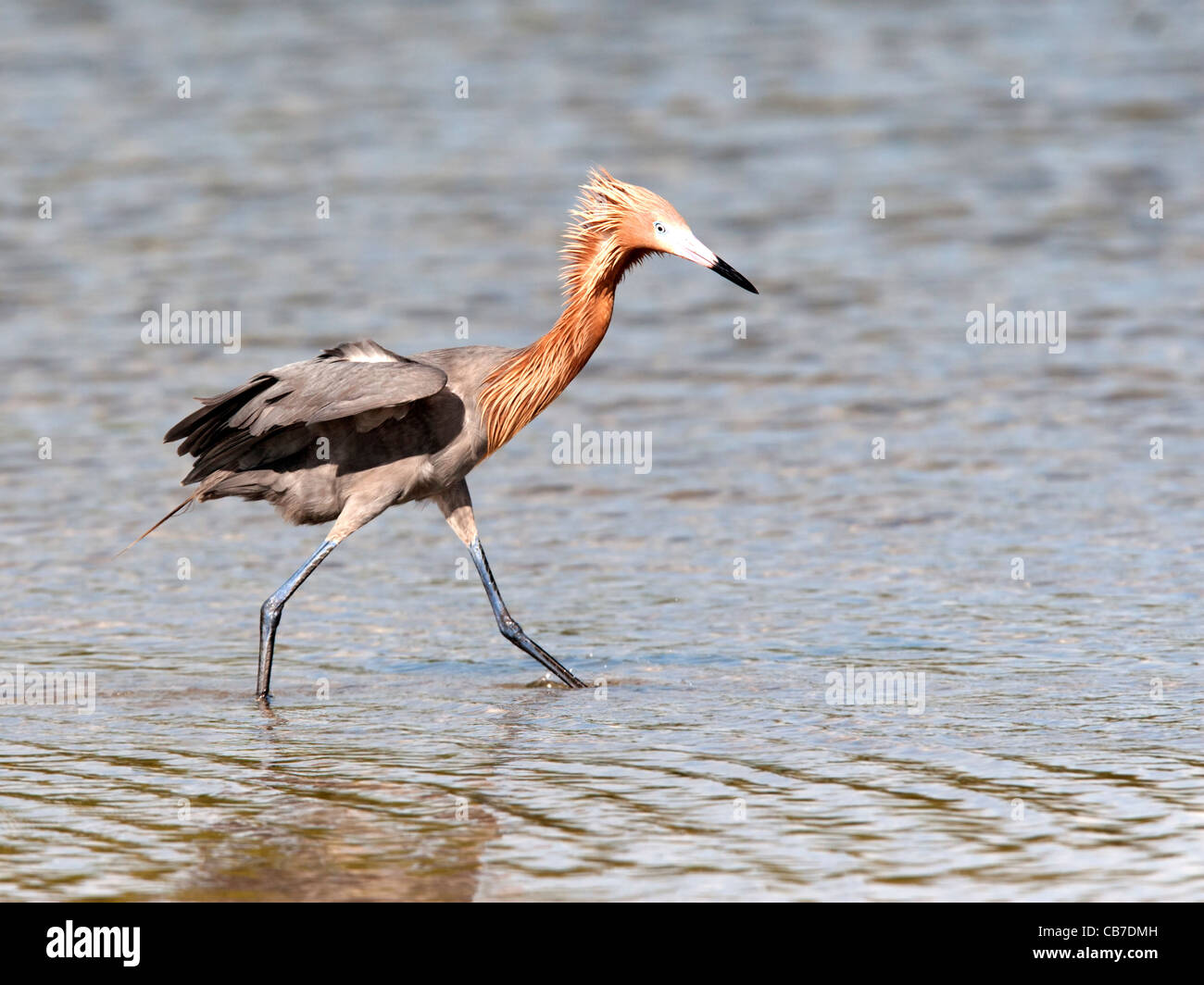 Reddish egret wading Stock Photo