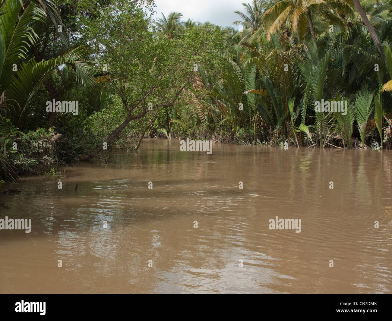 The River Mekong surrounded by dense jungle foliage, Mekong Delta ...