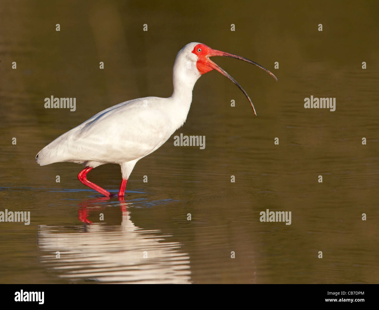 American white ibis wading with beak wide open Stock Photo