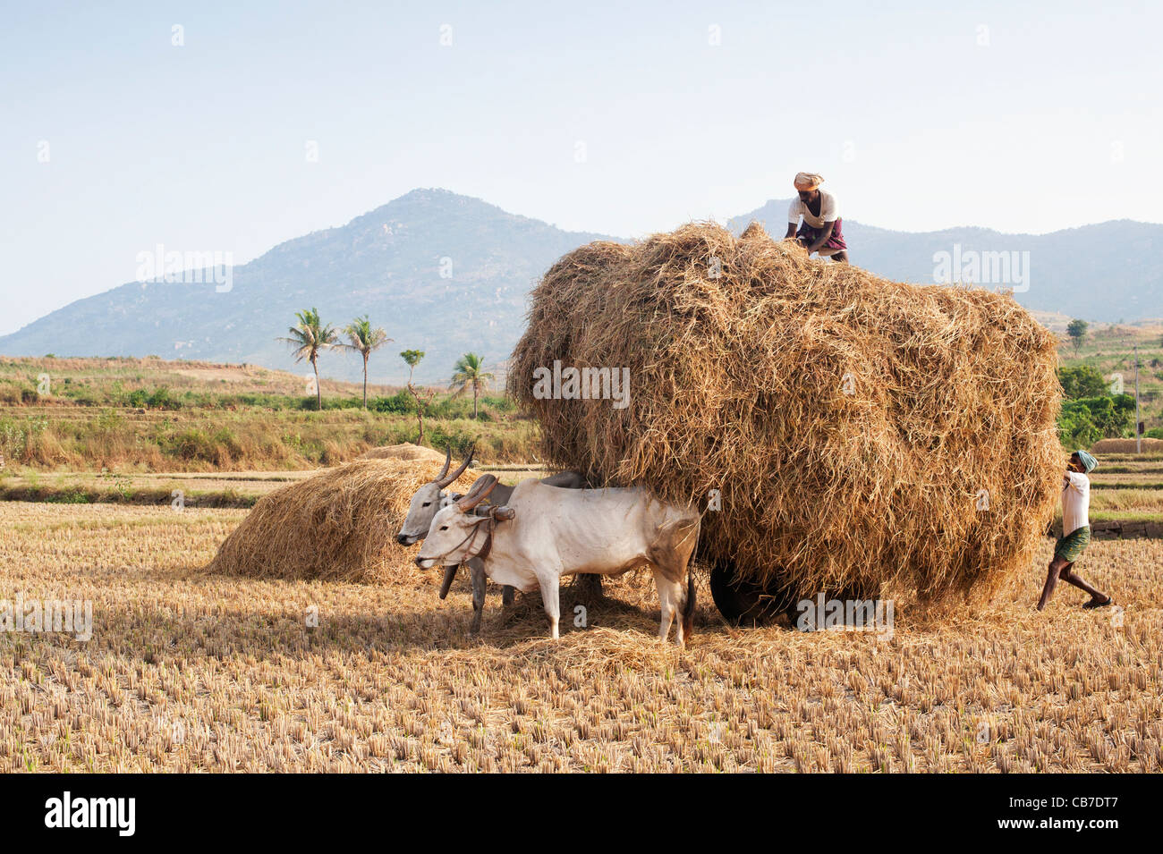 Indian farmers collecting rice straw on a bullock cart after the
