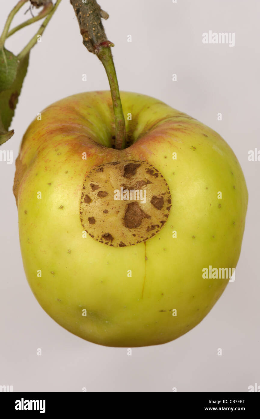 Residual damage of apple capsid (Plesiocoris rugicollis) feeding on a ripening apple fruit Stock Photo