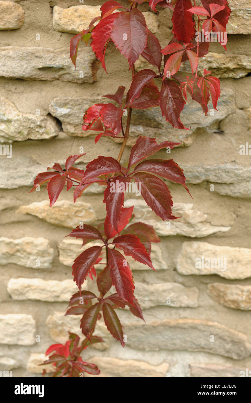 A Virginia creeper (Parthenocissus quinquefolia) in red autumn colour on a Cotswold stone wall Stock Photo