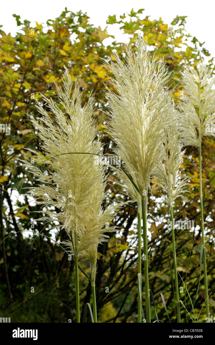 Pampas grass hires stock photography and images Alamy